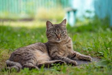 Portrait of a gray cat lying on green grass on a sunny summer day. A domestic smoky cat lies on a meadow in the summer.