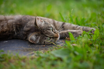 Portrait of a gray cat lying on green grass on a sunny summer day. A domestic smoky cat lies on a meadow in the summer.