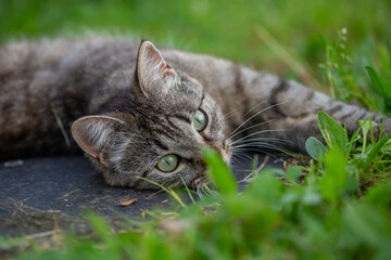 Portrait of a gray cat lying on green grass on a sunny summer day. A domestic smoky cat lies on a meadow in the summer.