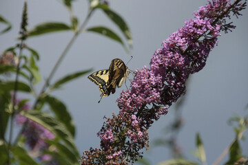 Machaon (Papilio machaon)