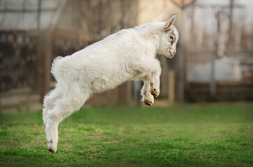 Obraz premium cute portrait of a baby goat beautiful farm photos