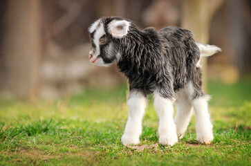 Obraz premium cute portrait of a baby goat beautiful farm photos