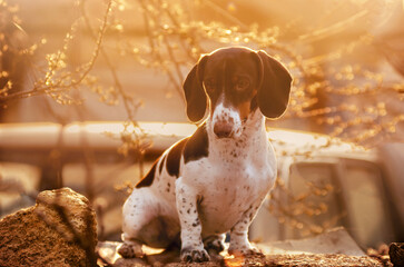a beautiful portrait of a Peibald dachshund dog on the background of a magical light sunset