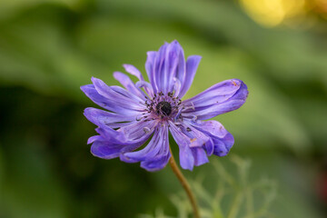 Fototapeta premium Blooming purple anemone flower on a green background on a sunny day macro photography. Violet flower with purple petals in springtime close-up photo