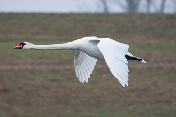 flying swam against shore of the lake