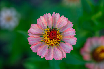 Obraz premium Blossom pink zinnia flower on a green background on a summer day macro photography. Blooming zinnia with pink petals close-up photo in summertime. 