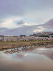 View of Cherry Blossom at Shiroishi riverside in Miyagi, Japan