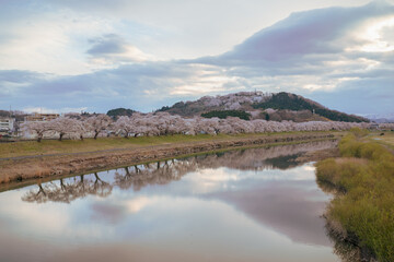 View of Cherry Blossom at Shiroishi riverside in Miyagi, Japan