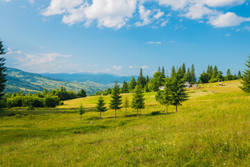 Obraz premium Panoramic view of idyllic mountain scenery in the Carpathians with fresh green meadows in bloom on a beautiful sunny day in springtime, National Park