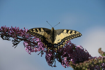 Machaon (Papilio machaon)