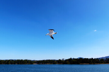 Fototapeta na wymiar 青い空と青い海と白いカモメ