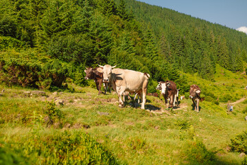 Two cows grazing by scenic lake Attlesee in the Bavarian Alps, Nesselwang, Allgaeu or Allgau, Germany. High quality photo