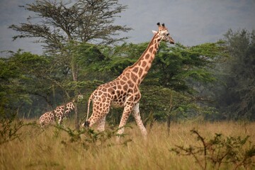 Giraffe in the savannah