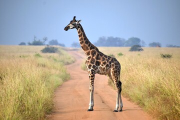 Giraffe on safari