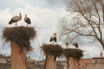 The fascinating storks of Silves, in the Algarve region of southern Portugal, are revered as...