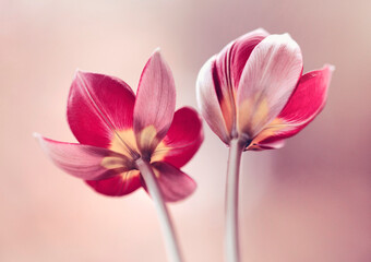 Naklejka na ściany i meble Czerwone tulipany botaniczne