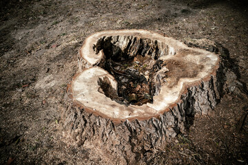 Sawn dead tree. The stump of a dead tree rotted from the inside