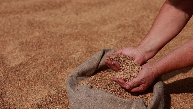 Hands of older female puring and sifting wheat grains in a jute sack. Wheat grains in a hand after good harvest of successful farmer. agriculture concept. Business man checks the quality of wheat.