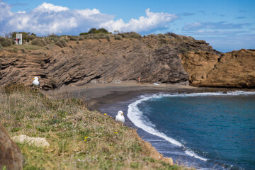 Goéland au bord des falaises volcaniques du Cap d'Agde