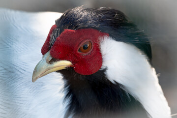 close up of a red billed hornbill