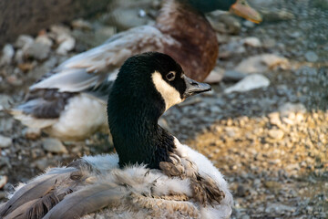 country goose branta canadensis
