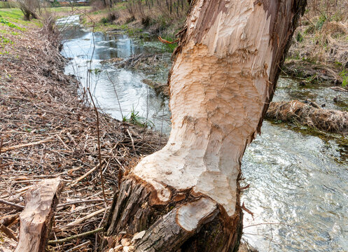 Trees damaged by the beaver when making dam