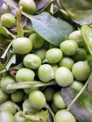 Green peas with lettuce close-up