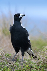 Flötenvogel Australian magpie (Gymnorhina tibicen)