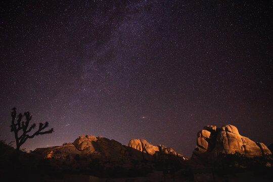 Joshua Tree with Starry Night Sky