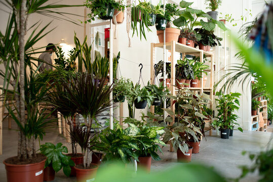 Plant shop with variety of articles for sale