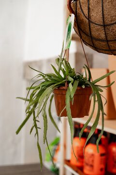 Succulent hanging plant with long leaf