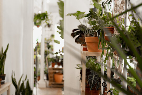 Plant shop with variety of articles for sale