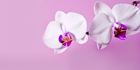 Fototapeta na wymiar Tranquil Beauty: White Phalaenopsis Orchid on Pink for a Soothing Escape. Ai Generated Art. Wallpaper and Background. Concept Art for Health, Beauty and Wellness.