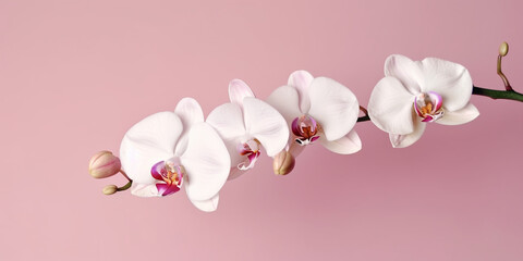 Fototapeta na wymiar Elegant Solitude: A Single Orchid Blossom for Beauty & Wellness Inspiration. Ai Generated Art. Wallpaper and Background. Concept Art for Health, Beauty and Wellness.