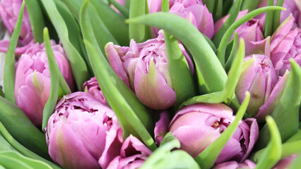 Fototapeta premium flowers bouquet of purple tulips. pink tulips in a garden