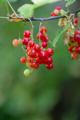 Red berries of currant on a green background on a summer day macro photography. Ripe berries of a red currant hanging on a branch of a bush close-up photo in the summertime.