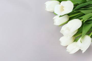 bouquet of white tulips on white background