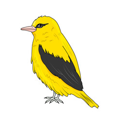 Oriole bird is yellow with black spots and pink beak. Vector stock illustration. Feathered. isolated. White background. - obrazy, fototapety, plakaty
