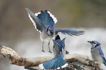 Blue Jays showing food aggression at bird feeder