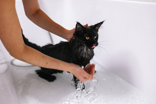 Incognito groomer wash animal  