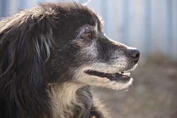 Black and white dog. Daylight. Close up.