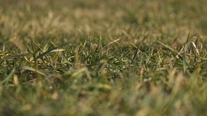 Green grass. The front background is blurred. The background is blurred. Macro.