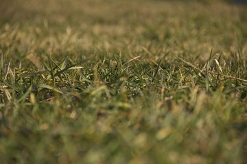 Green grass. The front background is blurred. The background is blurred.