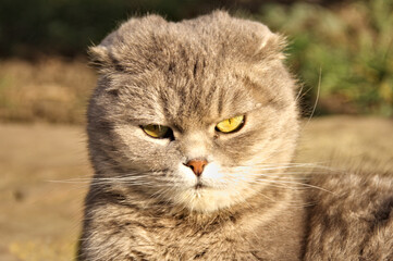 The head of a gray cat. Close up.