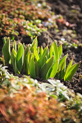 Small sprouts of tulips. In natural conditions. Daylight. Vertical.