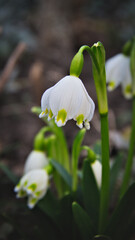 White snowdrops. On a blurred dark background. Macro.