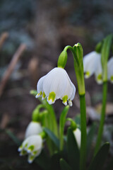 White snowdrops. On a blurred dark background. Macro.