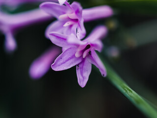 close up of a flower