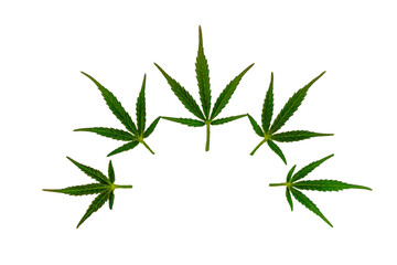 Five Cannabis Leaves of Marijuana isolated on White Background for Design Concept and Logo. Ganja leaves macro