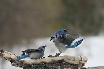 Blue Jays fighting over food at bird feeder